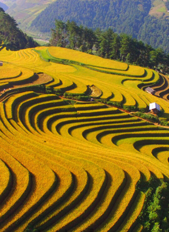 Mu Cang Chai
