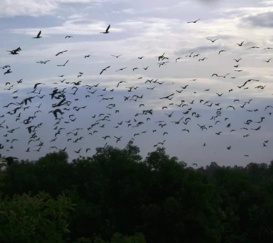 Ngoc Hien Bird Sanctuary Ngoc Hien Bird Sanctuary